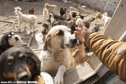 Dogs21