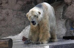Taken from https://twitter.com/Tequila_Club__/status/484530677459599360/photo/1 ARTURO the Polar Bear