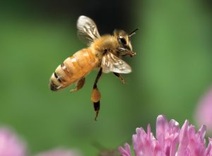bee-in-flight